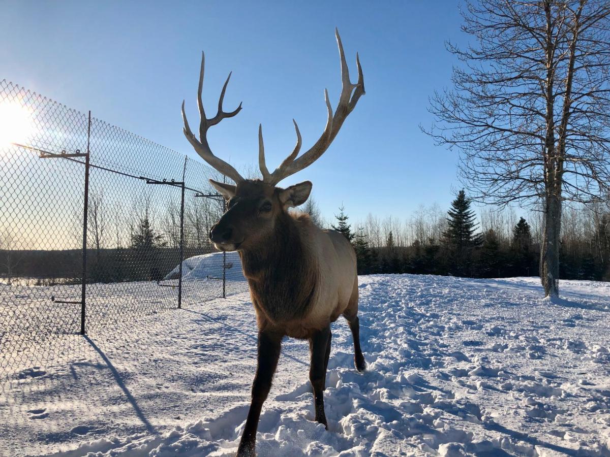 Le Chalet De Claude, Au Pied Des Monts-Valin Saint-David-de-Falardeau Esterno foto